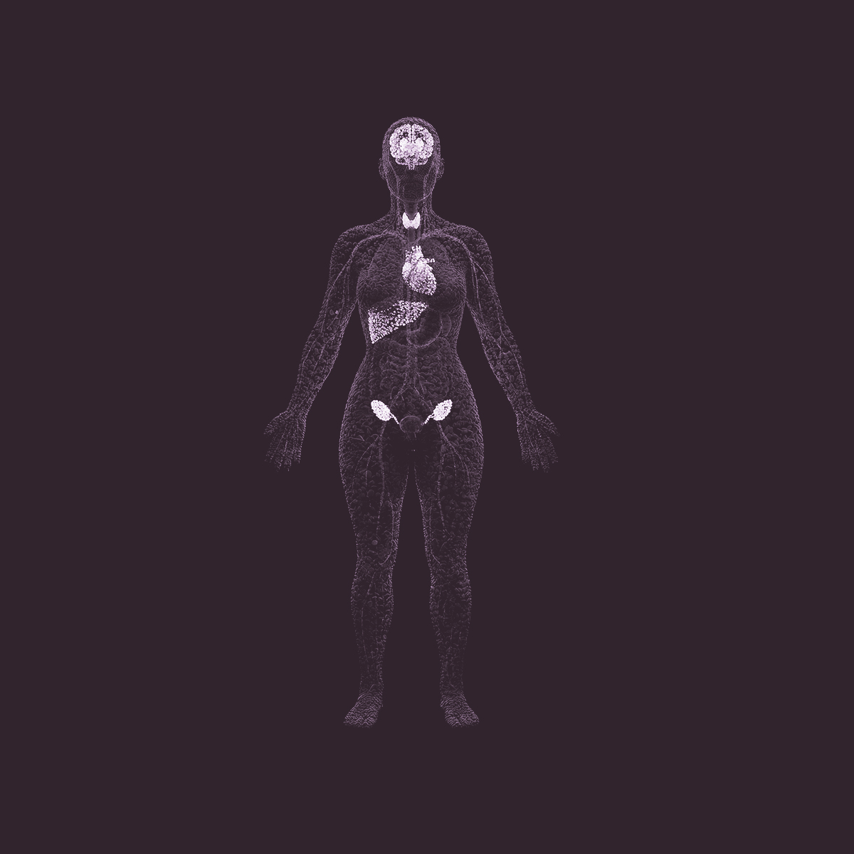 The Fit Woman